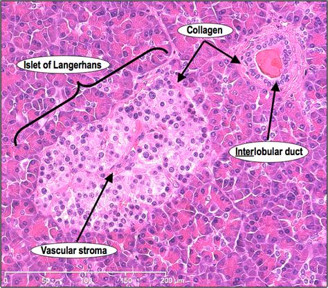 HistoQuarterly: PANCREAS | Histology Blog | Histology slides, Tissue biology, Medical school stuff