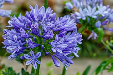 Agapanthus ‘African Lily’ Care & Growing Tips | Horticulture™