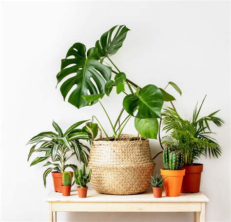 Houseplant With Little White Flowers - 13 Indoor Plants With White ...