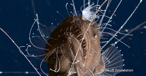 Watch anglerfish caught mating in fascinating rare video - CNET