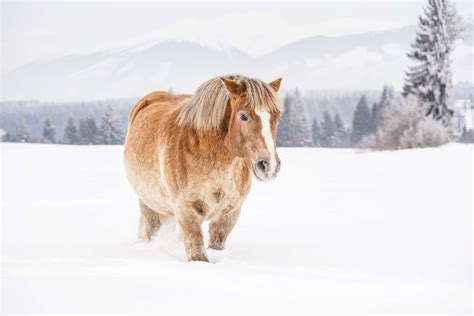 Haflinger Horse Breed Profile