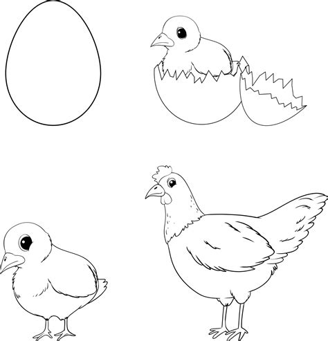 Chicken Life Cycle Parts Of A Rooster Bird Egg Daily Cycle Of A Chicken | Hot Sex Picture