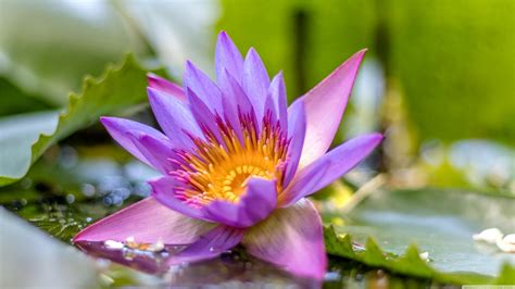 4k Lotus Flower Wallpapers - Wallpaper Cave