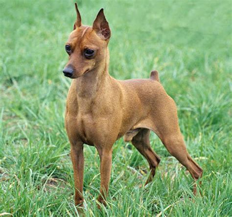 Miniature Pinscher - Min Pin - Dog Breed Information and Images