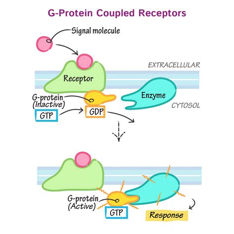 G Protein Coupled – Telegraph