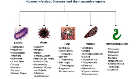 Microbiology & Infectious Diseases, Immunology and Toxicology Flashcards | Quizlet