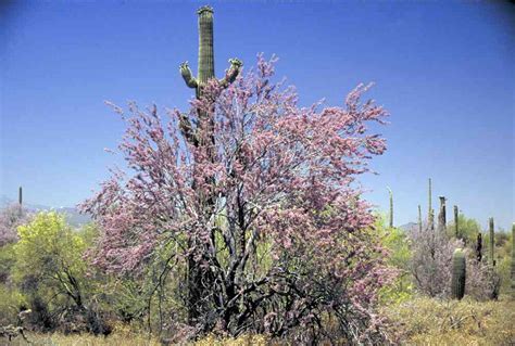 Flowering