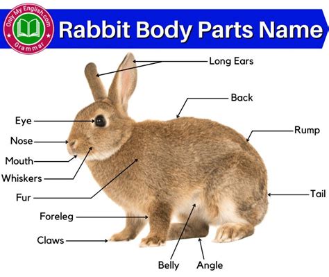 Rabbit Anatomy: Body Parts Name of Rabbit | Rabbit anatomy, Body parts for kids, Rabbit