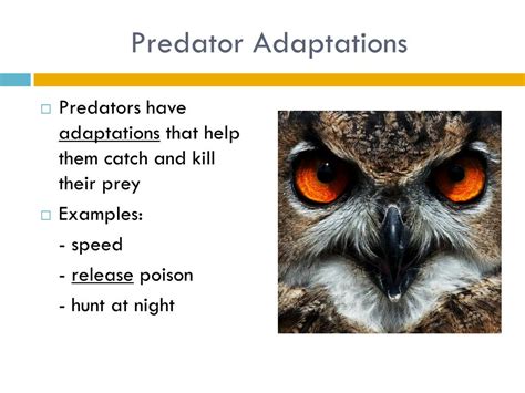 PPT - Predator/prey relationships PowerPoint Presentation, free download - ID:2277766