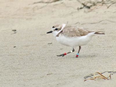 Western Snowy Plover Conservation at Point Reyes