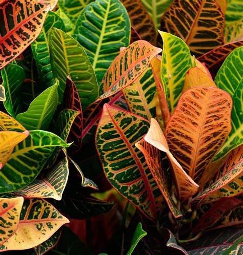 How to Care for Croton Plants | Croton plant care, Plants, Small flowering plants