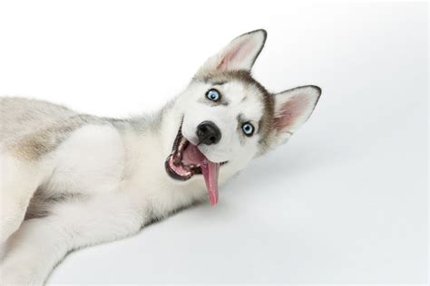 What Is The Personality Of A Husky Dog