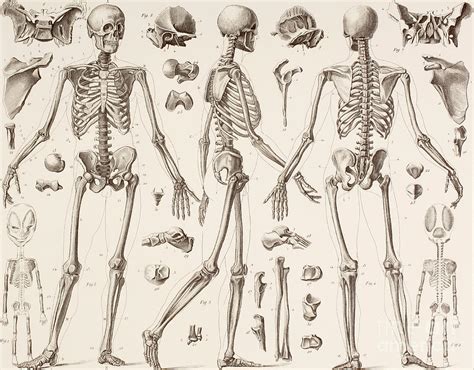 Skeletons Drawing by English School