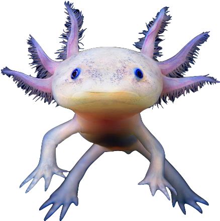 Axolotl Tank, Axolotl Cute, Animal Coloring Pages, Coloring Books ...