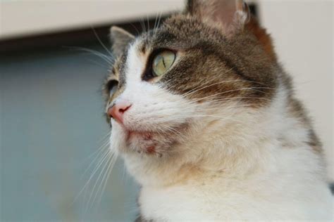 Cat Acne Symptoms and Treatment - Wise Kitten