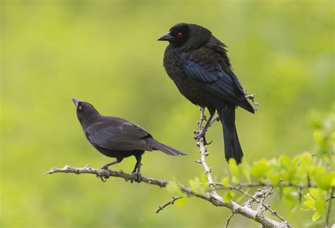 Bronzed Cowbird pair | This is a really nice relatively new … | Flickr