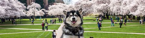 UW_dubs_huskies_mascot_alumni | University of Washington Honors Program