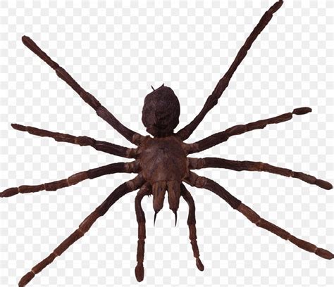 Wolf Spider Southern Black Widow Spider Bite Lycosa Tarantula, PNG ...