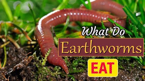 How Do Flatworms Eat Earthworms? Best 16 Answer - Chiangmaiplaces.net