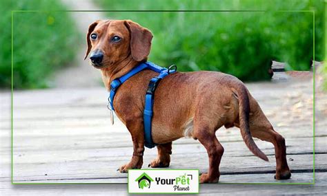 Dachshund Harness: Types and Tips to Buy - Your Pet Planet