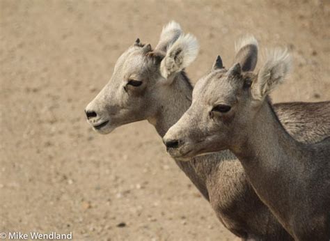 Badlands wildlife - Members Gallery - FMCA RV Forums – A Community of RVers