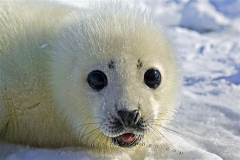 Cute Baby Seal Pup | Photo, Information