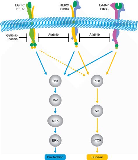 Erlotinib Mechanism Of Action