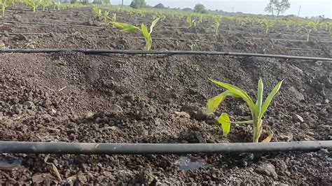 [Video] Nitin Kumar Jadhav on LinkedIn: Drip Irrigation is a one of ...