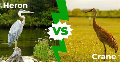 Great Blue Heron Vs Sandhill Crane: What'S the Difference?