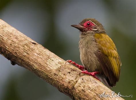 The 10 most remarkable birds in Ghana - Africa Geographic