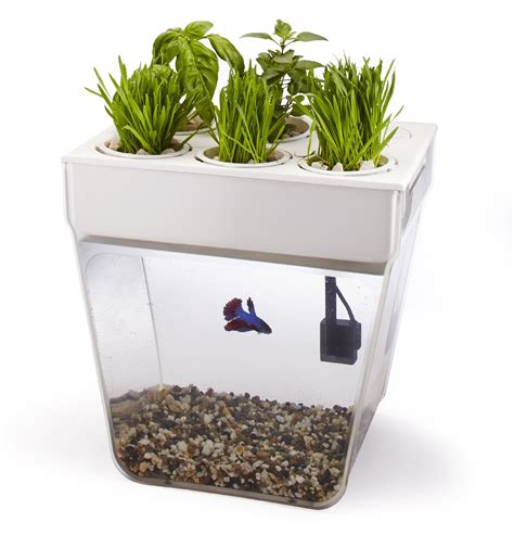 Starting Aquaponics - Starter Kits, Aquariums