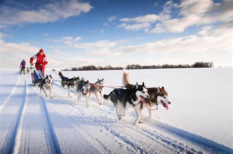 Where to go Dog Sledding in Europe? | Manawa