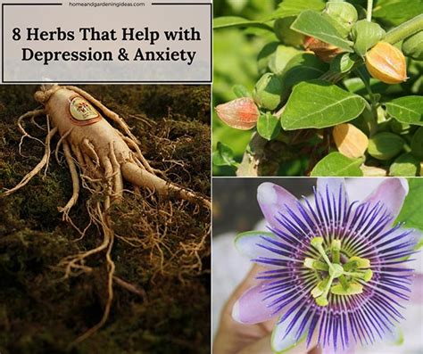 8 Herbs That Help with Depression & Anxiety - Home and Gardening Ideas