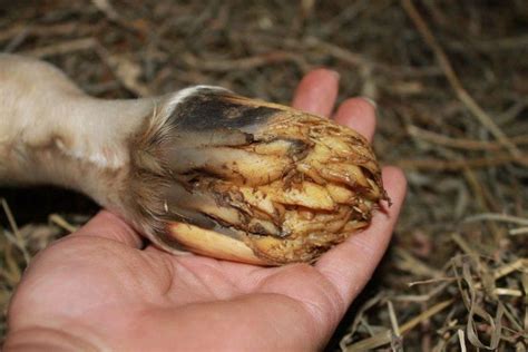 did you know this is a normal baby foal's hoof before it hardens? | Healthy horses, Curiosity ...