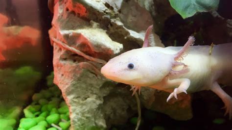 How to Set up an Axolotl Tank: Step-by-Step Setup and Care Guide