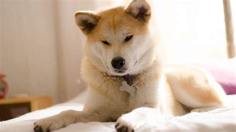 The 200 Best Japanese Dog Names