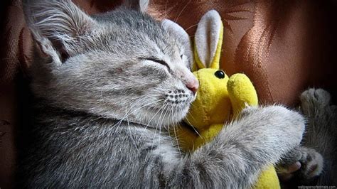 Cats Easter Wallpapers - Wallpaper Cave