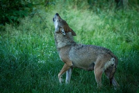 Pictures Of Baby Wolves Howling - Baby Arctic Wolf Learning To Yawn ...