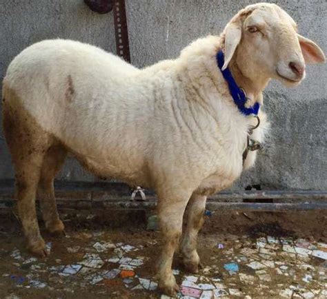 Bannur Sheep Breed Profile Information | Agri Farming