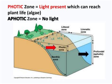 PPT - Ecology Test Review PowerPoint Presentation - ID:2293068