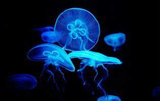 Jellyfish Facts! - National Geographic Kids