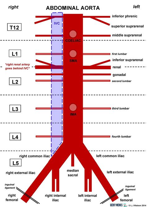 Abdominal aorta_01 | Abdominal aorta, Diagnostic medical sonography, Sonography