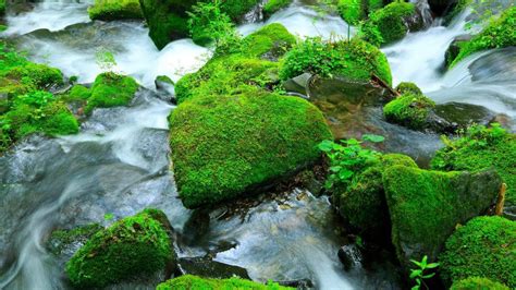 Stones covered by moss in water, Matsumoto, Nagano Prefecture, Japan ...