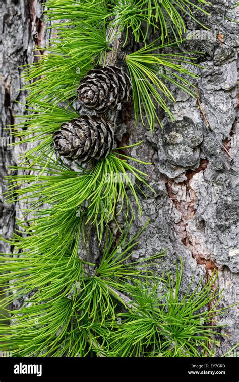 European larch cones hi-res stock photography and images - Alamy