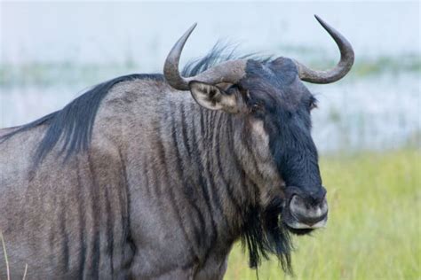 15 African Animals With Horns - Everything You Need to Know