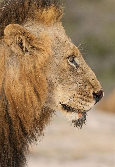 Profile of the famous Mohawk (Mr T) of the Mapogo Lion coalition, which ...