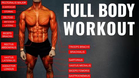 The Best Science-Based Full Body Workout For Growth (11 Studies)