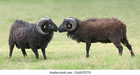 Two Black Male Ouessant Ushant Sheep Stock Photo 2223334105 | Shutterstock