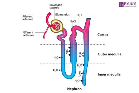 Nephron - Structure, Functions and Types of Nephron (2022)