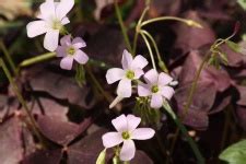 Purple Shamrock Flowers Close-up Free Stock Photo - Public Domain Pictures